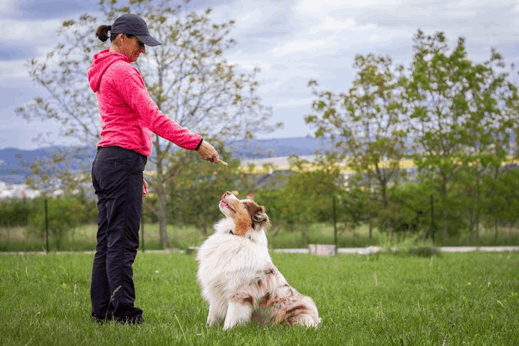 Top Awesome Online Dog Training Courses