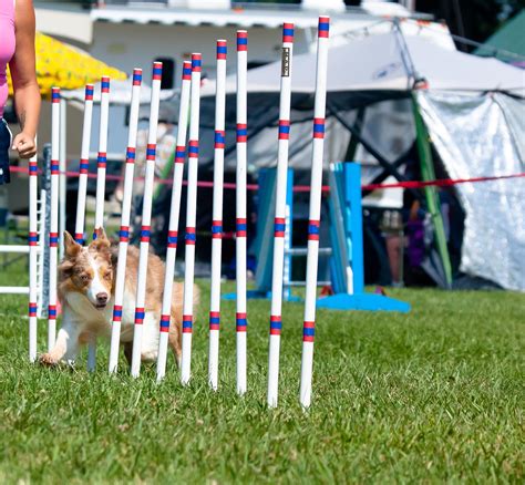 How To Make A Dog Agility Course At Home Natural