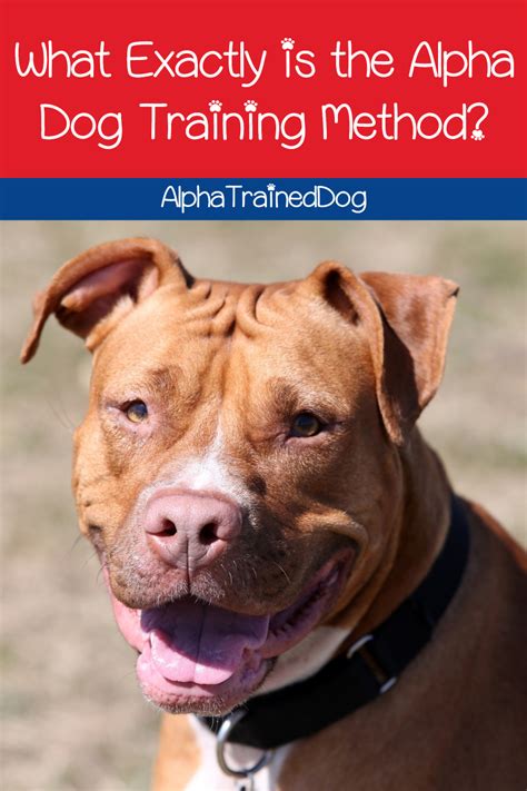 What Exactly Are Alpha Dog Training Methods Alpha Trained