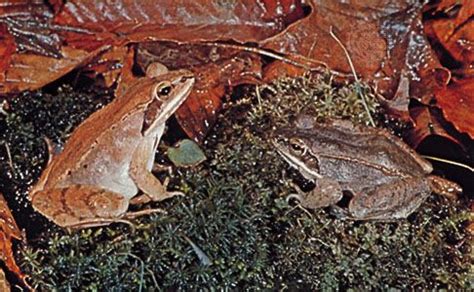 Frog Definition Species Habitat Classification Amp Facts